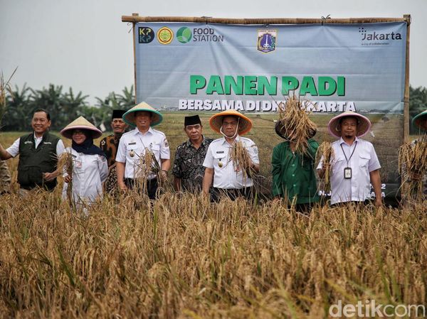 Momen Wagub DKI Hadiri Panen Padi di Rorotan, Jakut