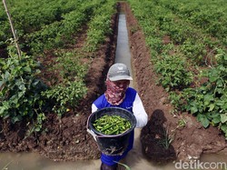 Zulhas Ungkap Petani Kini Bisa Raup Rp 15 Juta per Bulan