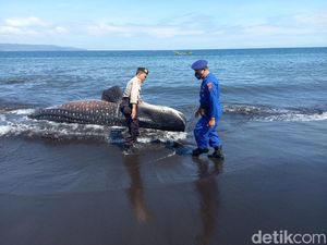 Bangkai Hiu Tutul Terdampar di Pantai Selatan Jember