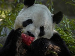 Ya Ampun! Spanyol Dilanda Gelombang Panas, Satwa Diberi Makan Es Loli