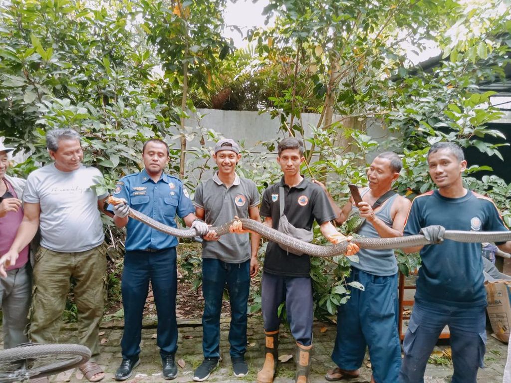 King Cobra 3 Meter Masuk Rumah Warga Pandeglang, Damkar Evakuasi