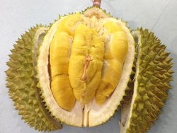Durian Musang King Terkenal Mahal dan Enak, Asalnya dari Wilayah Ini Durian Musang King Terkenal Mahal dan Enak, Asalnya dari Wilayah Ini