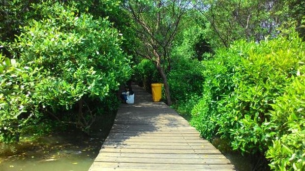 budidaya mangrove masuk ke dalam ekowisata