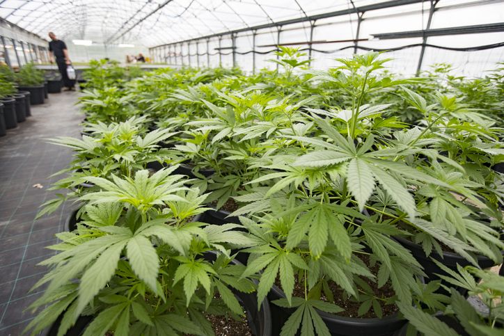 Ini Fatwa MUI Terkait Penggunaan Ganja Sebagai Campuran Makanan
