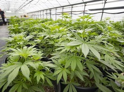 Pemerintah-DPR Kaji Penelitian Penggunaan Ganja Medis Usai Reses