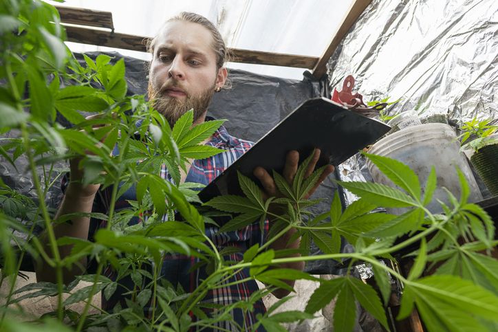 Ini Fatwa MUI Terkait Penggunaan Ganja Sebagai Campuran Makanan