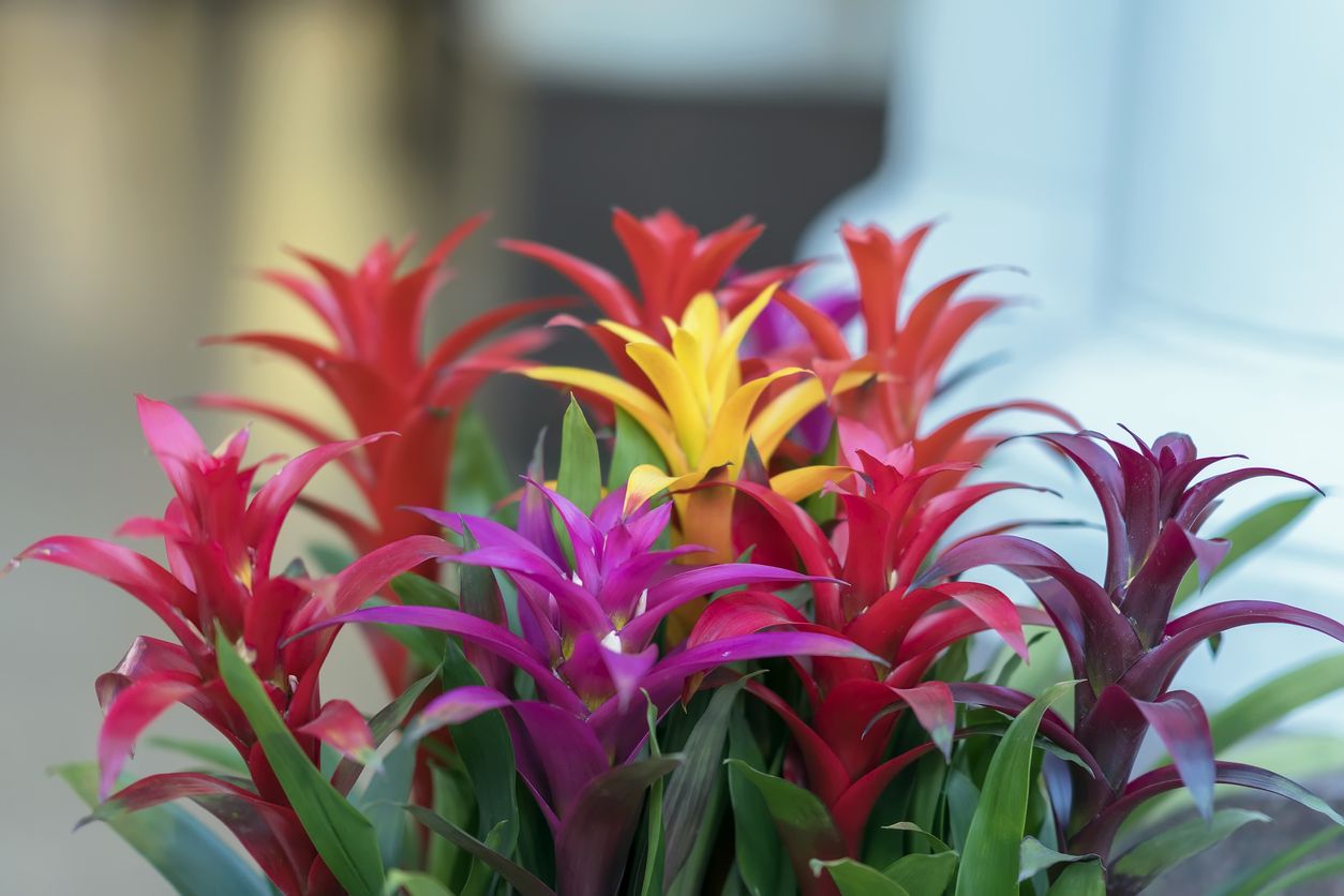 Mix of colorful bright Guzmania, fine representative of the bromeliad or pineapple family
