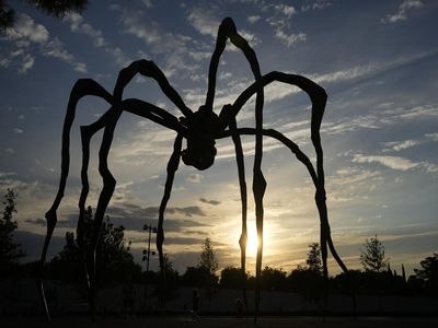 Ini Laba-laba Raksasa yang Bikin Salah Fokus di Yunani