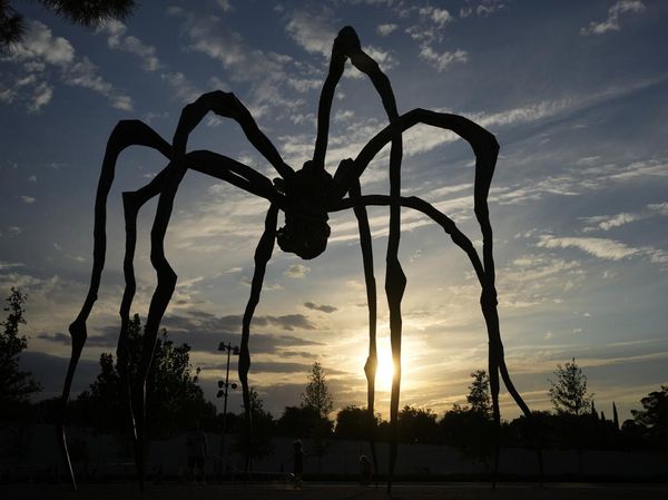 Ini Laba-laba Raksasa yang Bikin Salah Fokus di Yunani