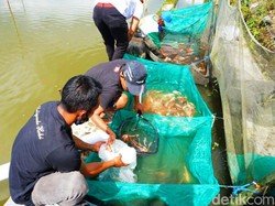 Menengok Kampung Koi Banyuwangi yang Naik Kelas Berkat Jagoan Tani