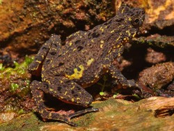 Perbedaan Kodok Merah di Gunung Salak dan Ciremai