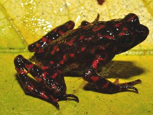 Penemuan Tak Disangka Kodok Merah Ciremai yang Langka