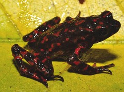 Penemuan Tak Disangka Kodok Merah Ciremai yang Langka