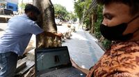 Level Kekeroposan Pohon di Jakarta Diperiksa, Ini Potretnya