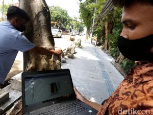 Level Kekeroposan Pohon di Jakarta Diperiksa, Ini Potretnya