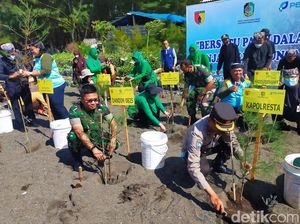 Cegah Abrasi, 10 Ribu Cemara dan Mangrove Ditanam di Pantai Banyuwangi