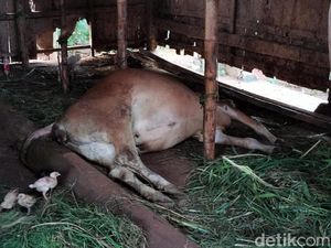 10 Ekor Sapi di Sampang Mati Usai Divaksin Tahap Pertama 10 Ekor Sapi di Sampang Mati Usai Divaksin Tahap Pertama