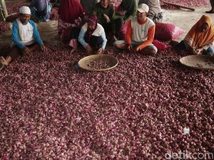 Jelang Ramadan, 175 Ton Bawang Merah Brebes Dikirim ke Jakarta