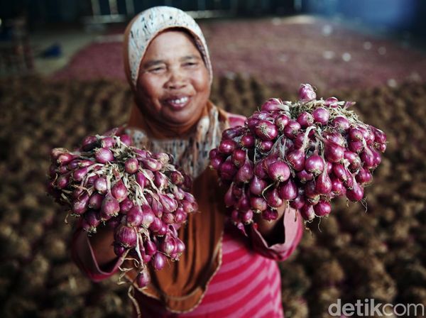 Semringah Petani Bawang di Tengah Lonjakan Harga