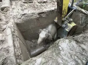 Proses Penyelamatan Bayi Gajah dan Induknya di Taman Nasional Thailand Ini Terekam Video