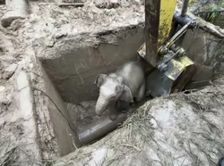 Proses Penyelamatan Bayi Gajah dan Induknya di Taman Nasional Thailand Ini Terekam Video