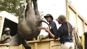 Begini Cara Relokasi Gajah di Malawi Saat Jumlahnya Kebanyakan