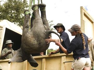Begini Cara Relokasi Gajah di Malawi Saat Jumlahnya Kebanyakan
