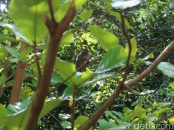 Monyet Liar Resahkan Warga Desa Jatimerta Cirebon