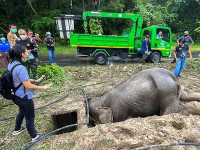 Dramatis, Evakuasi Gajah yang Terperosok Got di Thailand