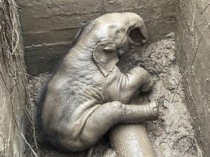 Bayi Gajah Terjebak di Lubang Drainase, Penyelamatannya Dramatis