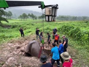 Penyelamatan Dramatis Ibu-Bayi Gajah yang Jatuh ke Lubang di Thailand