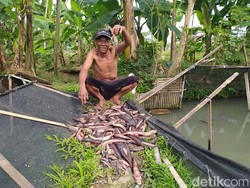 2,1 Ton Ikan Mati gegara Pencemaran Sungai Gandekan Magelang