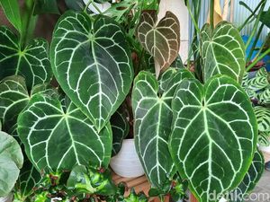 12 Tanaman Hias Beracun, Hati-hati Saat Merawatnya