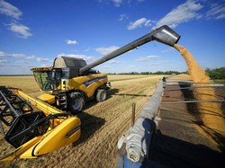 207 Juta Ton Gandum Gagal Diekspor Gegara Perang Rusia-Ukraina