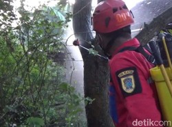 Hiii! Serangan Ulat Pohon Bikin Warga Klaten Mengungsi