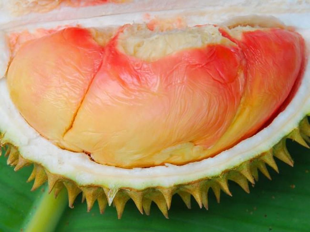 5 Durian Unik Indonesia, Durian Gundul hingga Durian Pelangi