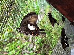 Wisata ke Bali, Kamu Bisa Bertemu Kupu-kupu Sayap Surga