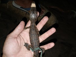 Heboh Warga Temukan Puluhan Ekor Buaya di Bengkulu Utara