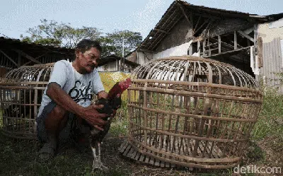 Pantura, Hidup Segan Mati Pun Enggan