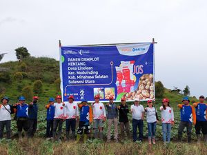Panen Kentang Modoinding Minahasa Selatan Naik 55%, Ini Rahasianya Panen Kentang Modoinding Minahasa Selatan Naik 55%, Ini Rahasianya