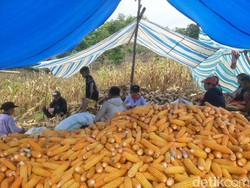 Petani di Bone Keluhkan Harga Jual Jagung Anjlok saat Pupuk Makin Mahal