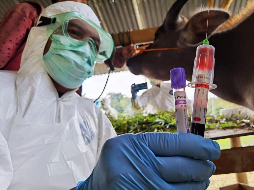 Pemprov Sulsel Butuh Anggaran Rp 63 M untuk Pengadaan Vaksin PMK