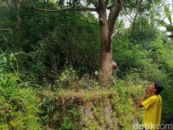 Teror Ulat Pohon Bikin Warga Klaten Mengungsi Berlanjut, Begini Kondisinya