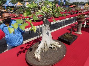 Ratusan Bonsai Cantik Mejeng di Kediri