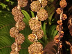 Flora Unik dari Sulawesi Utara: Beringin Minahasa, Bisa Buat Obat