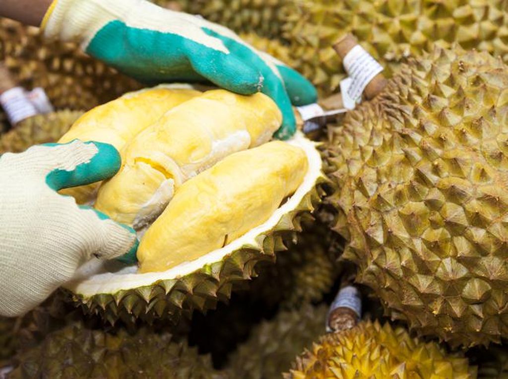 Biar Tidak Zonk, Begini 5 Cara Pilih Durian yang Manis dan Enak