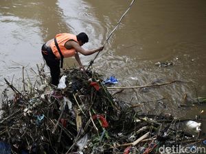 Gercep! Petugas Bersihkan Sampah Kayu di Pintu Air Manggarai Gercep! Petugas Bersihkan Sampah Kayu di Pintu Air Manggarai