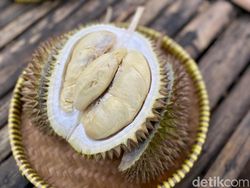 Cobain Yuk! Sensasi Makan Durian Nusantara Berkualitas di Tengah Kebun