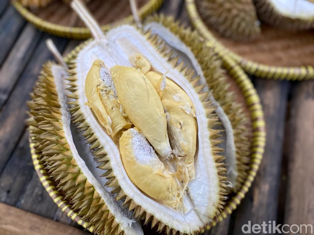 Main-main ke Pusatnya Durian Nusantara Berkualitas Main-main ke Pusatnya Durian Nusantara Berkualitas