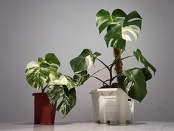 Monstera White Tiger, Tanaman Hias yang Harganya Bikin Melongo